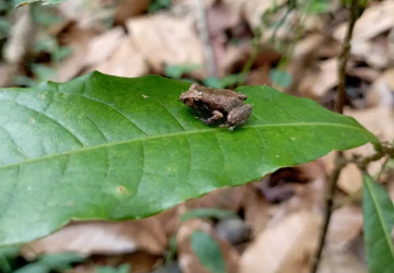 King Charles Cavalier